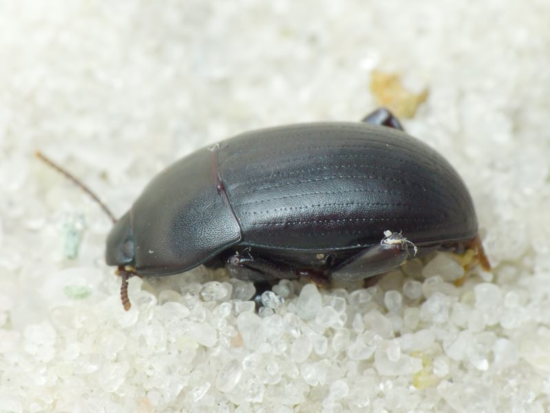 Tenebrionidae Latreille, 1802